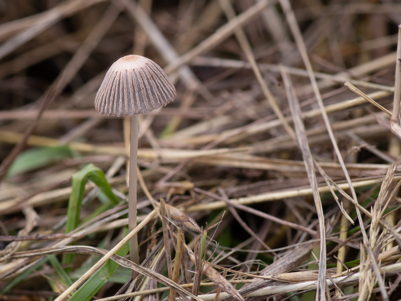 Parasola schroeteri